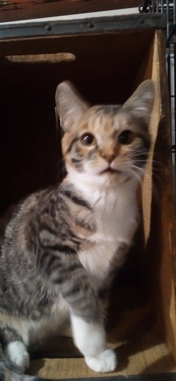 Male & Female Kitens 3 months old
