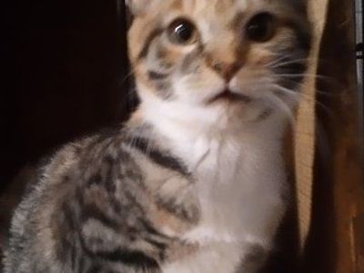 Male & Female Kitens 3 months old
