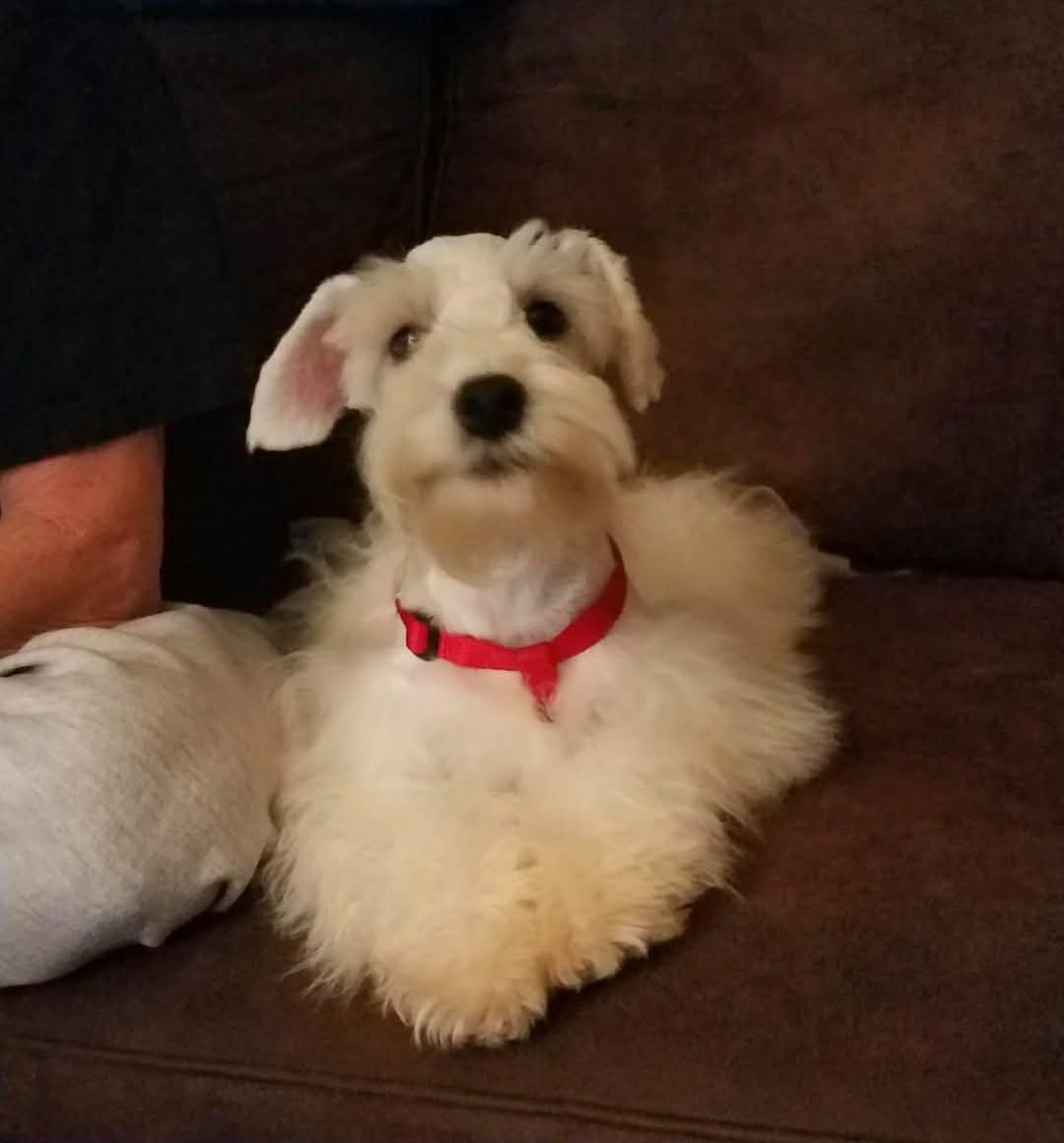 AKC MINIATURE SCHNAUZERS