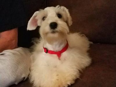 AKC MINIATURE SCHNAUZERS
