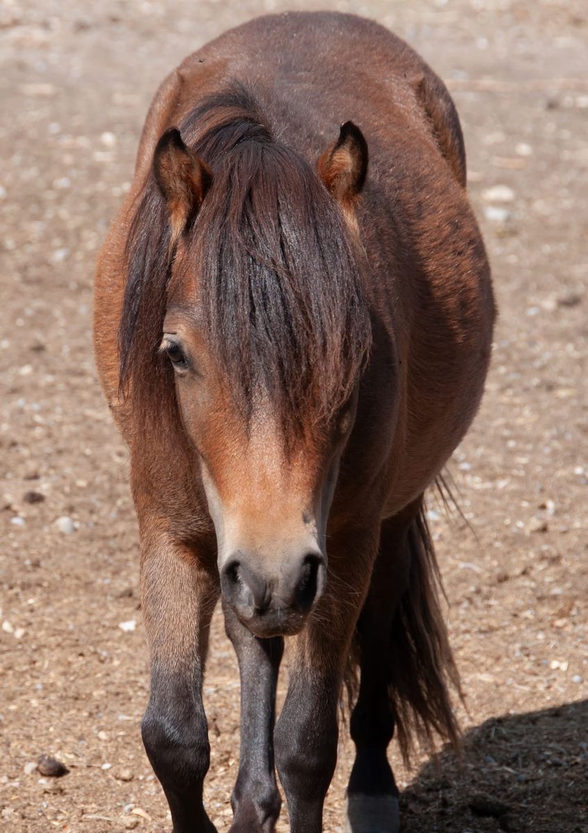 Gorgeous AMHA/AMHR Mini Filly