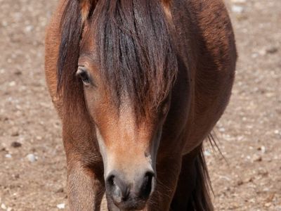 Gorgeous AMHA/AMHR Mini Filly