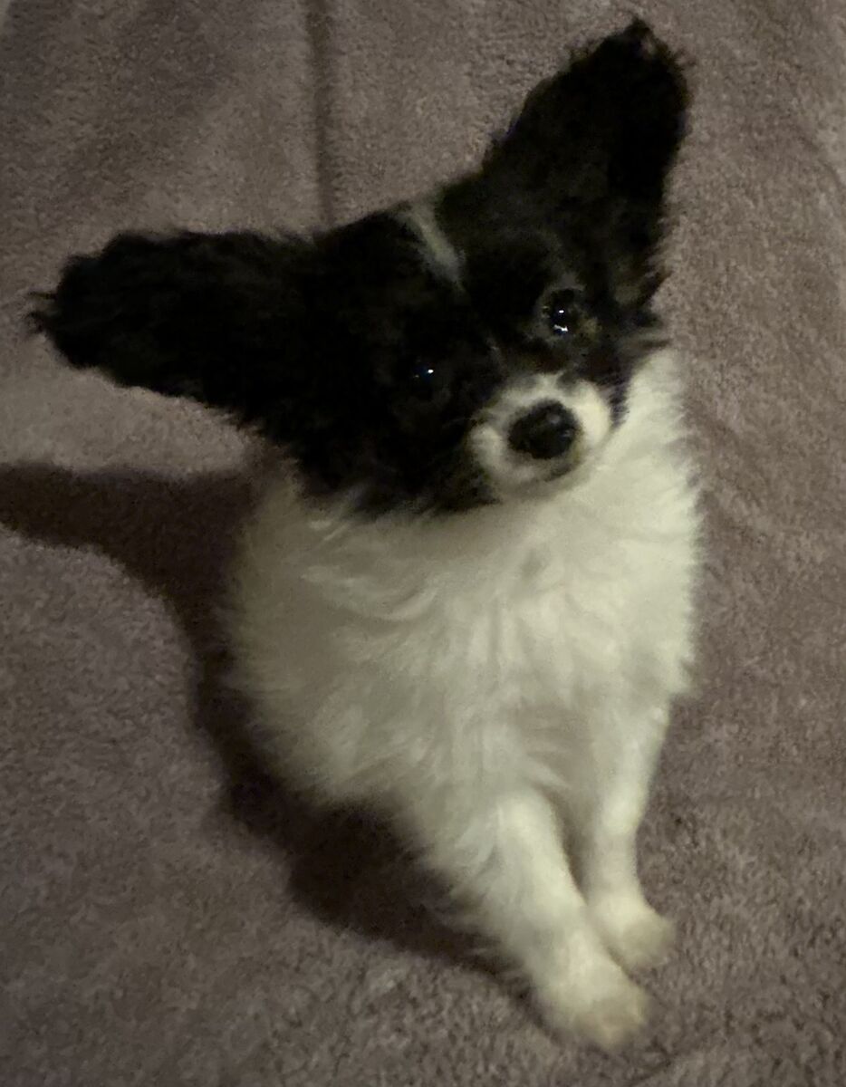 Papillon/Chihuahua