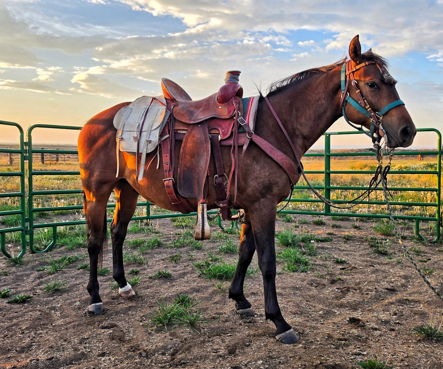 Bamacat gelding