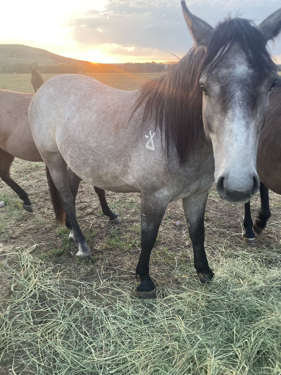 2 year old half draft