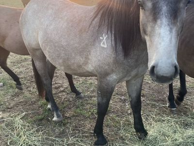2 year old half draft