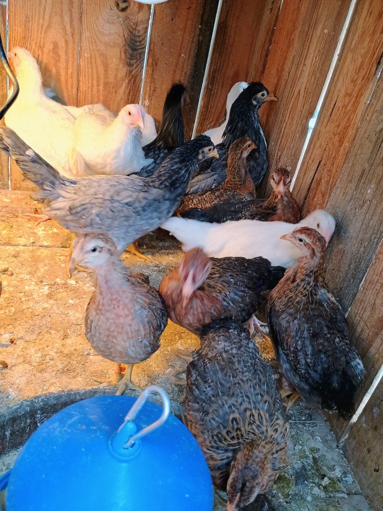 Chicks 7- 10 weeks old