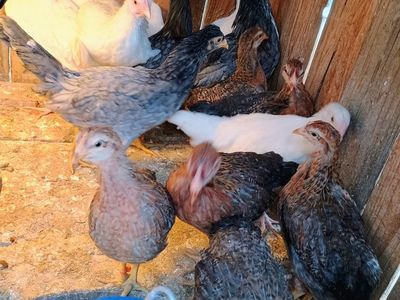 Chicks 7- 10 weeks old