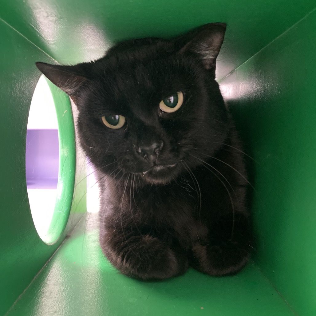 Hello my name is Calix