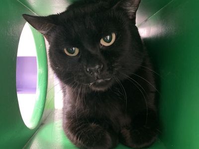 Hello my name is Calix