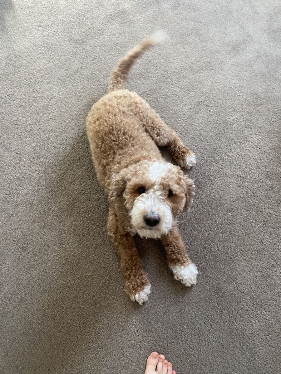 Golden Doodle Female