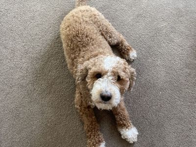 Golden Doodle Female