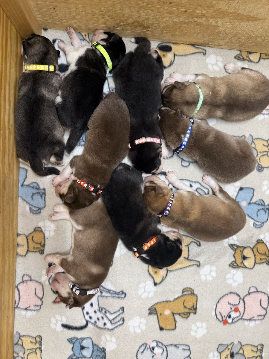 Purebred Alaskan Malamutes