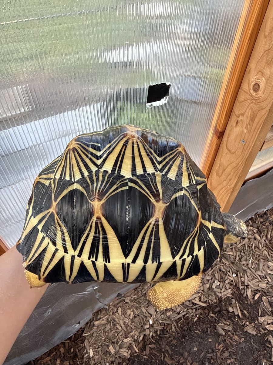 Radiated Tortoise