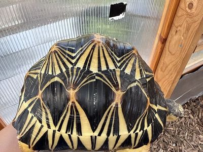Radiated Tortoise