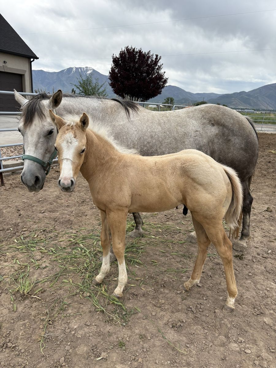 2026 aqha stud colt