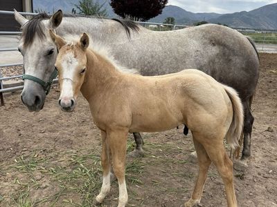 2026 aqha stud colt
