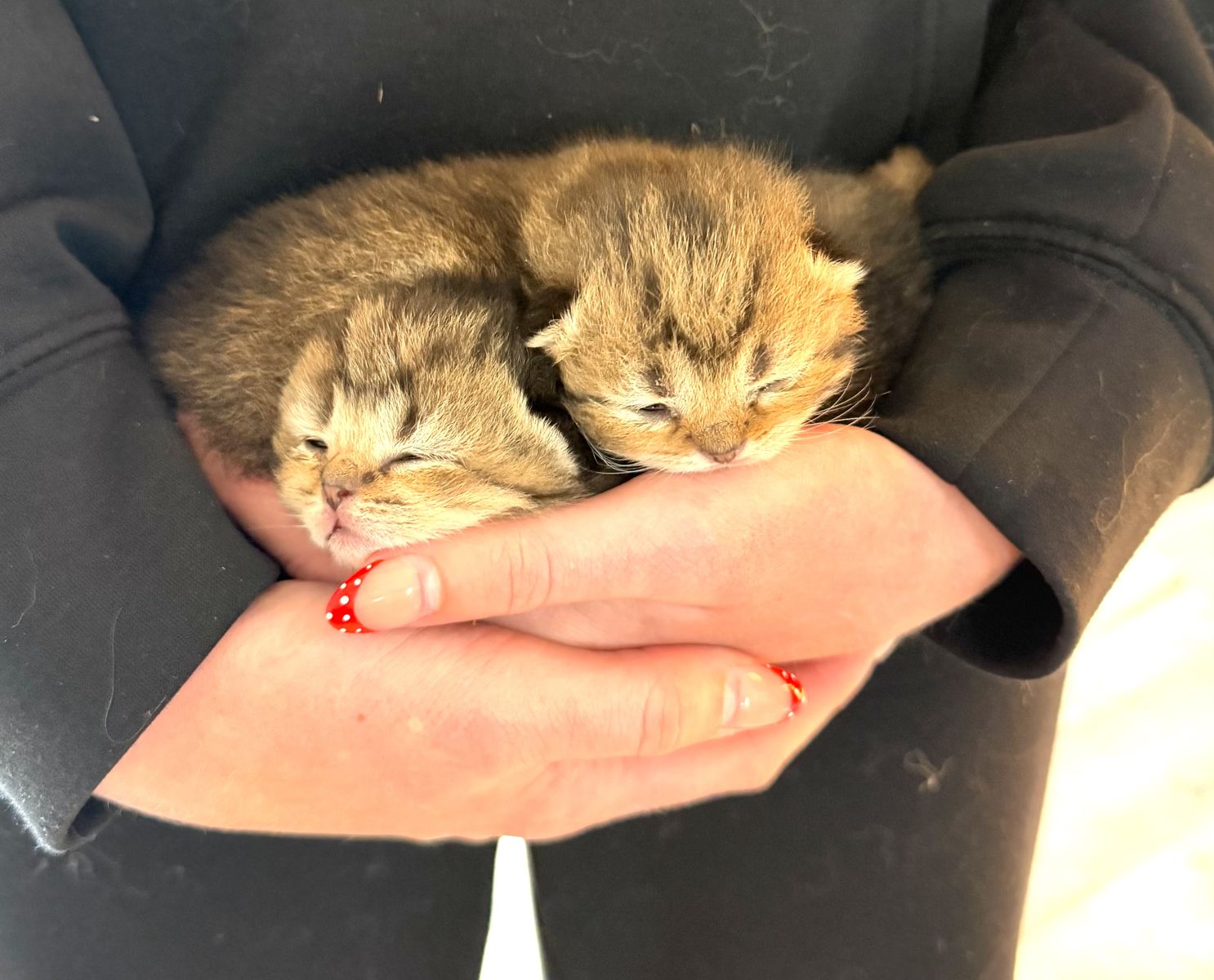 Scottish Straight/Fold Long and Shorthair Kittens