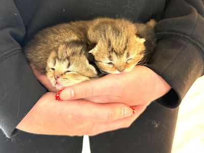Scottish Straight/Fold Long and Shorthair Kittens