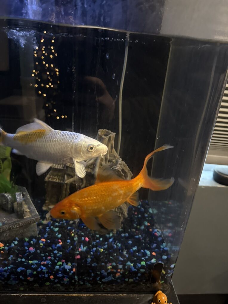 55 Gal Fish Tank WIth 2 Koi