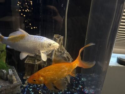 55 Gal Fish Tank WIth 2 Koi