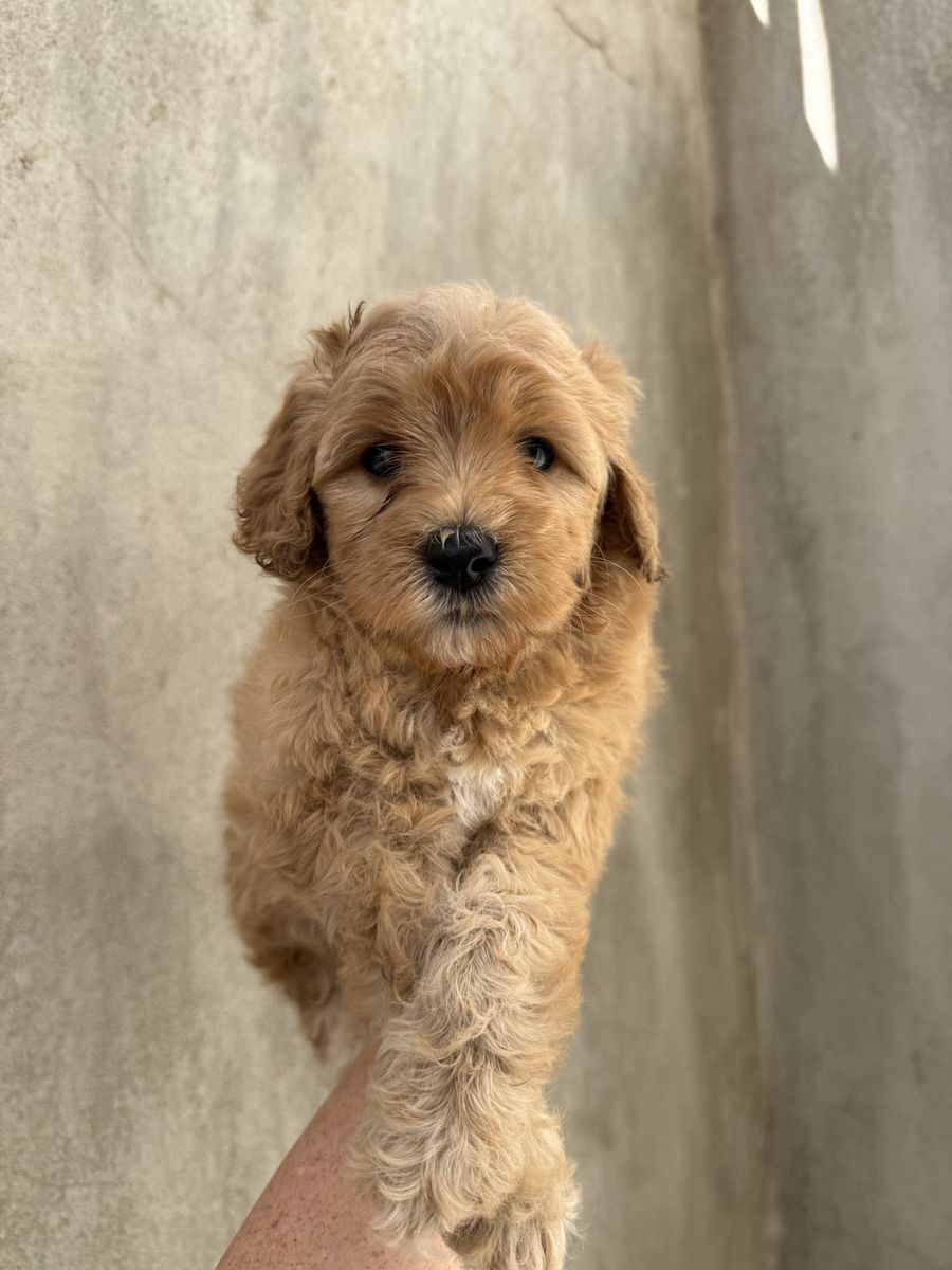 Mini Goldendoodle Puppies