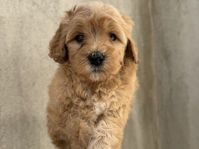 Mini Goldendoodle Puppies