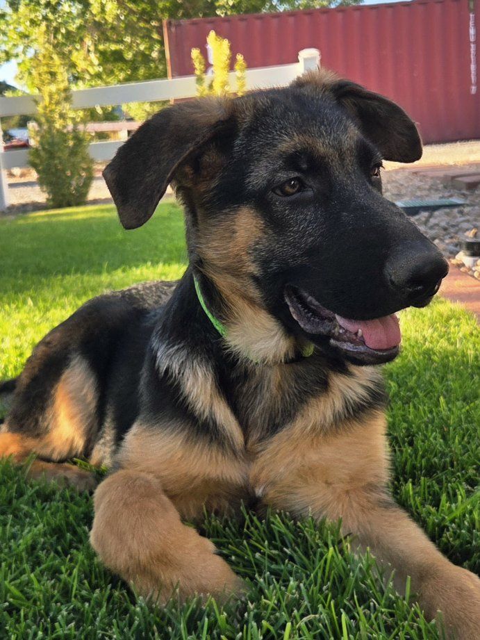 AKC German Shepherd Puppies