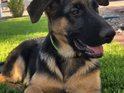 AKC German Shepherd Puppies