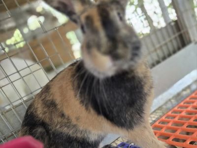 Rhinelander Sport Bunny Rabbit