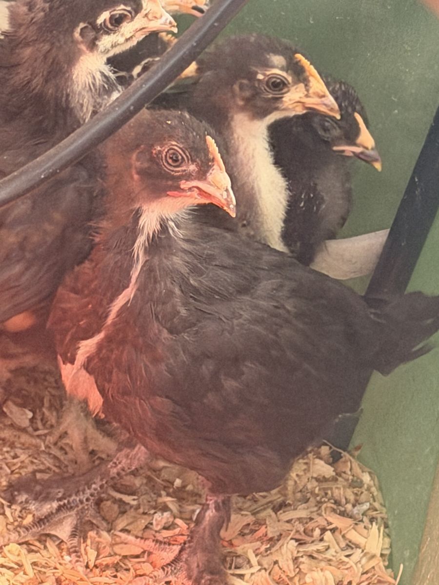 Black Copper Marans Pullets