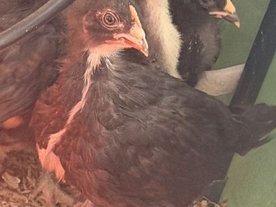 Black Copper Marans Pullets