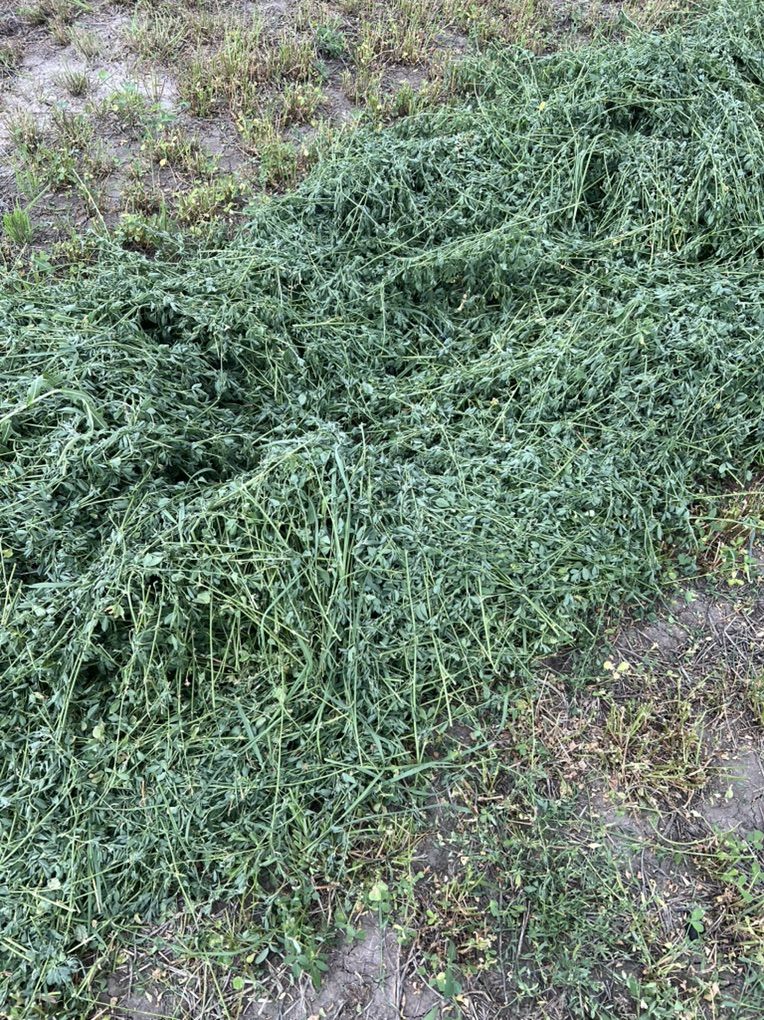 Grass Alfalfa Mix Hay Small Bells