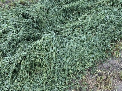 Grass Alfalfa Mix Hay Small Bells