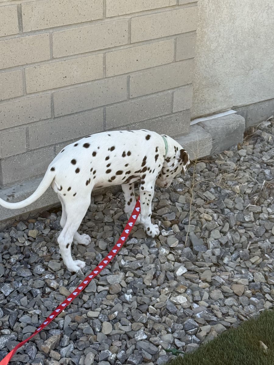 Liver Dalmatian Green hazel eye 3 month old