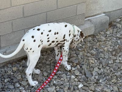 Liver Dalmatian Green hazel eye 3 month old