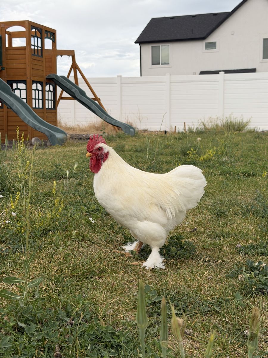 5 Month Old White Cochin Bantam Rooster