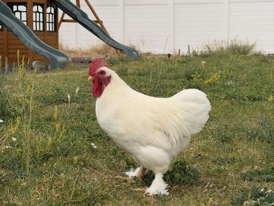 5 Month Old White Cochin Bantam Rooster