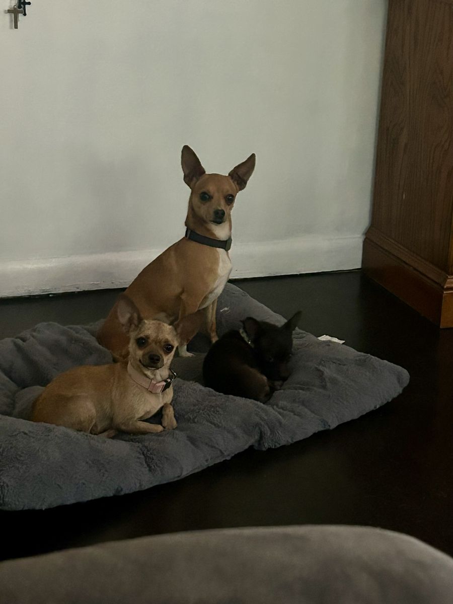 Chihuahua, puppies