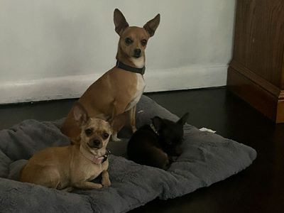 Chihuahua, puppies