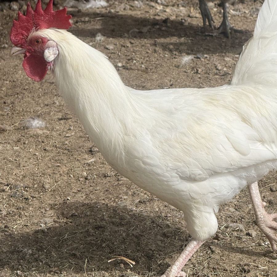 Free white leghorn rooster