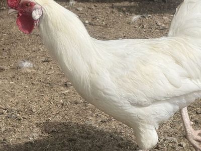 Free white leghorn rooster