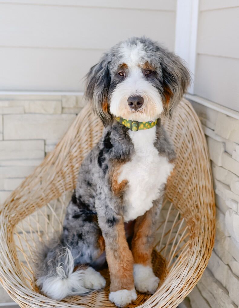 FF Tri Merle Multigen Mini Bernedoodle Stud
