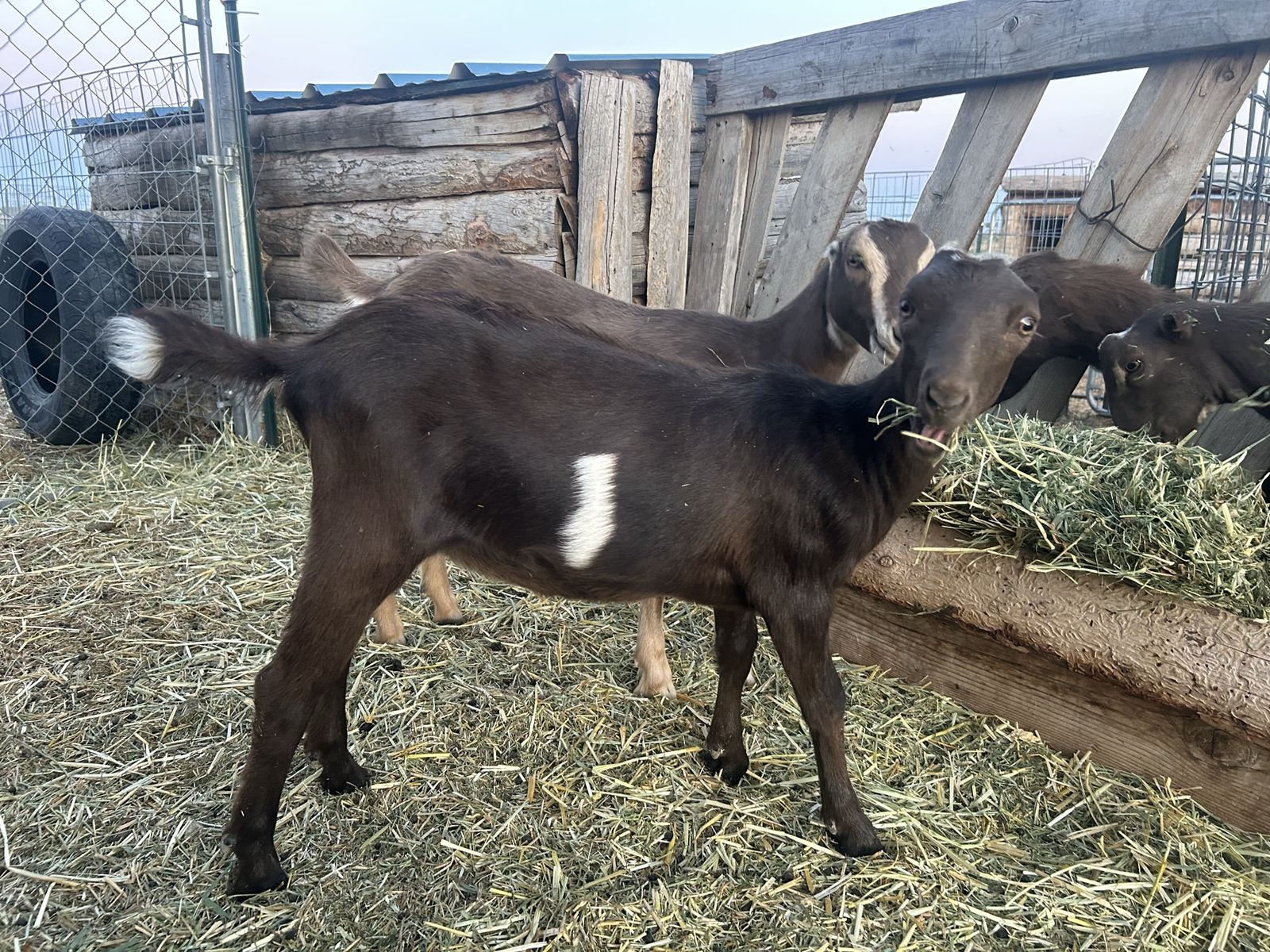 Female Lamancha