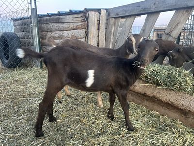 Female Lamancha