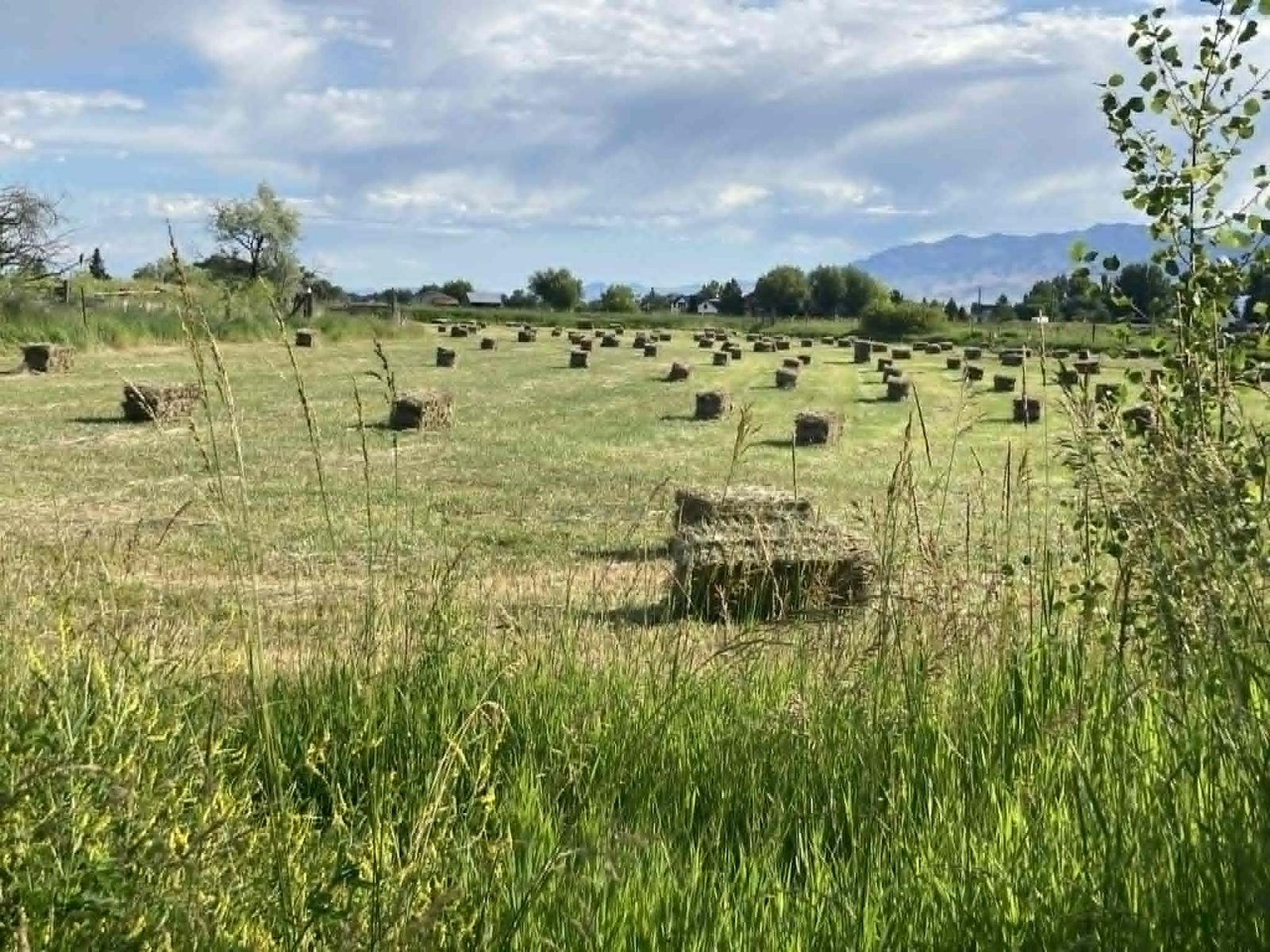 Grass hay