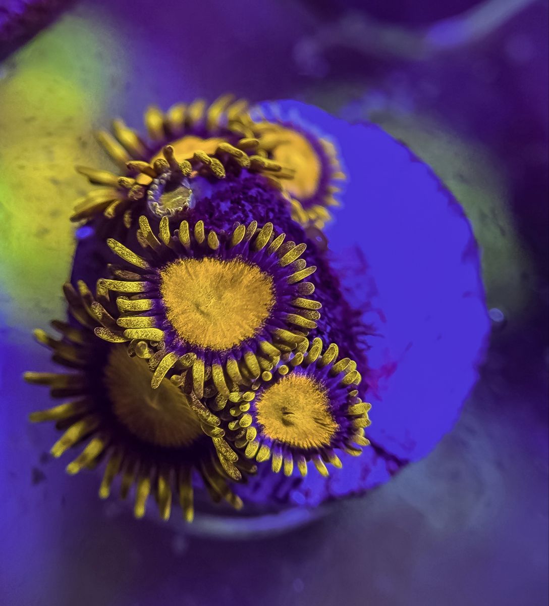 Main image 5