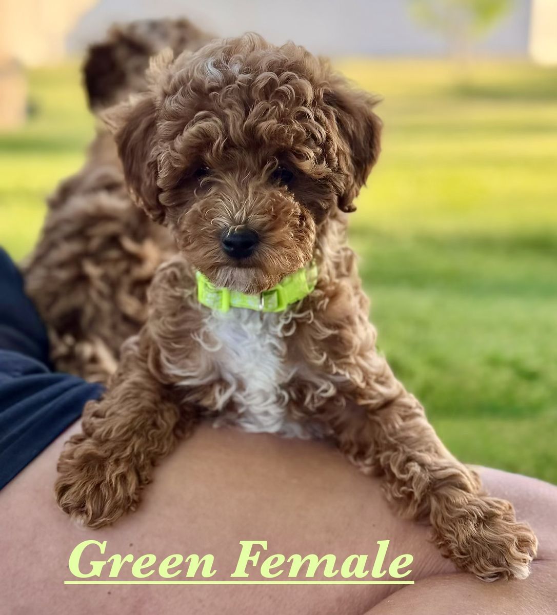 Micro Mini Goldendoodle Puppies