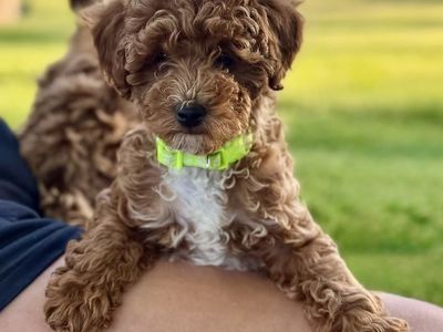 Micro Mini Goldendoodle Puppies