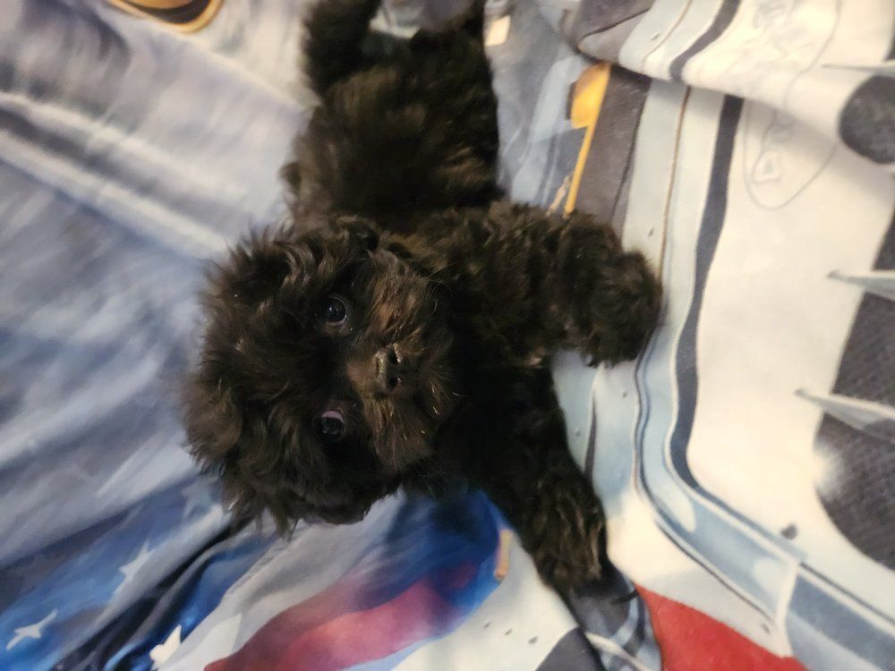 shih tzu poodle puppy